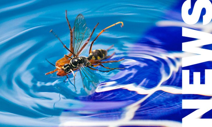 Insectos flotando en piscina con cloro
