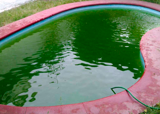 Por qué salen algas verdes en la piscina