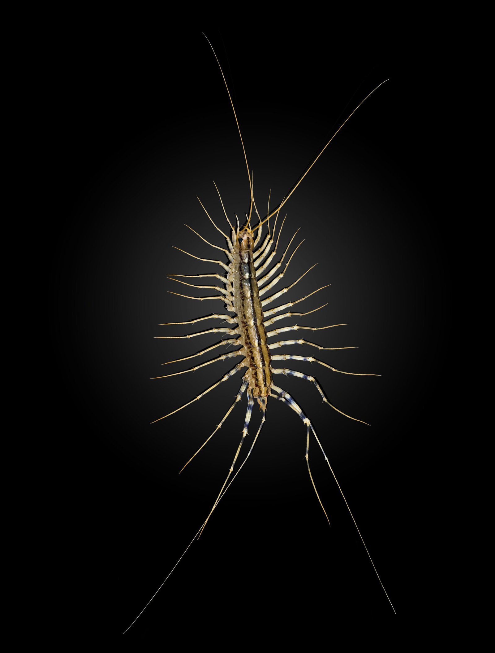Scutigera coleoptrata MHNT scaled