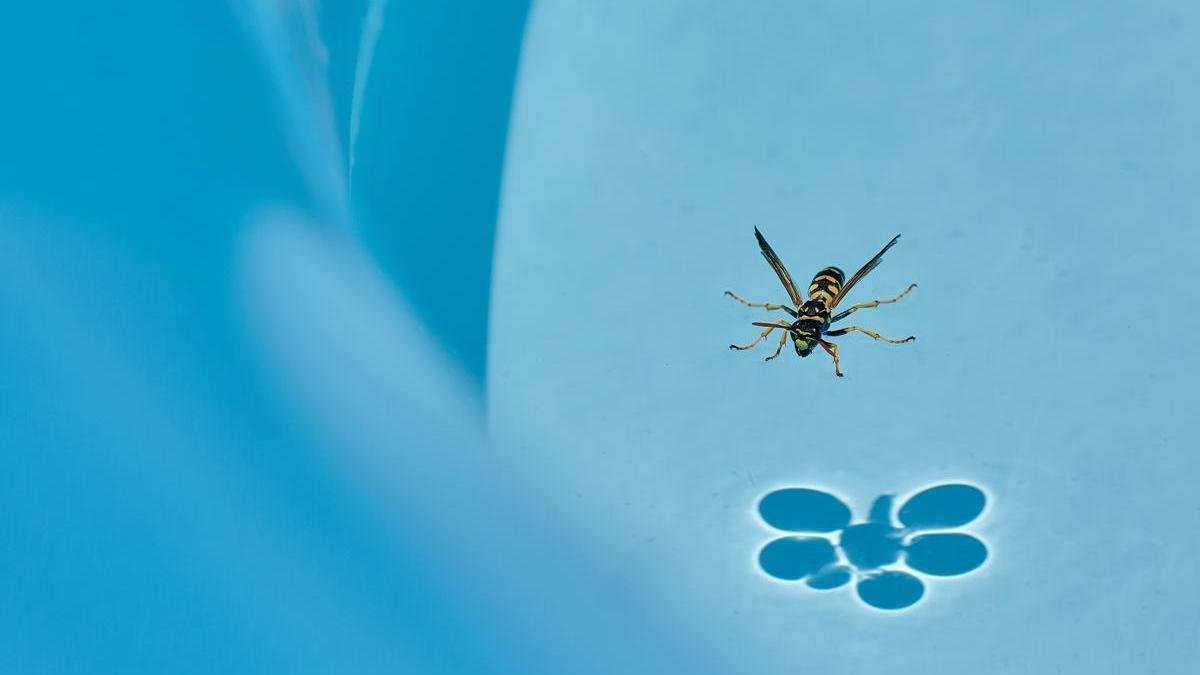 avispas en la piscina como mantenerla libre de insectos