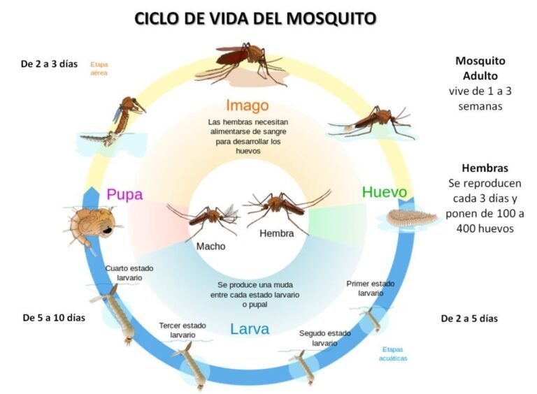 Cómo acabar con las larvas de mosquito
