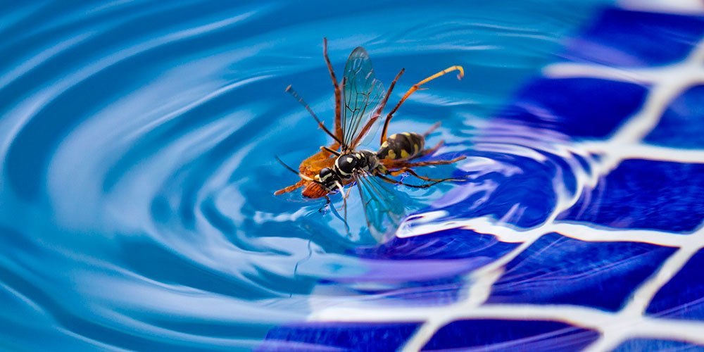 como ahuyentar avispas de agua guia definitiva para el cuidado de tu piscina