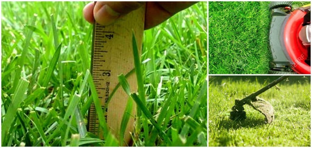 como cortar el cesped recien sembrado