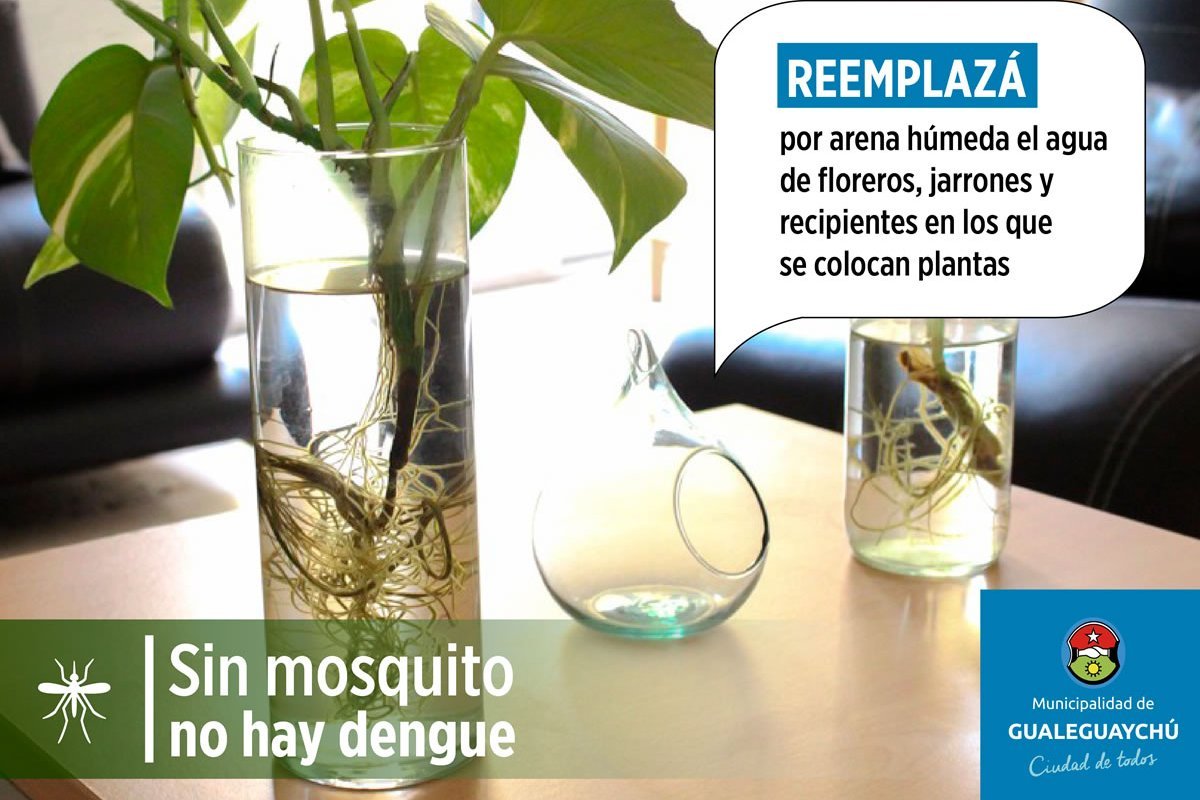 como eliminar larvas de mosquito en floreros