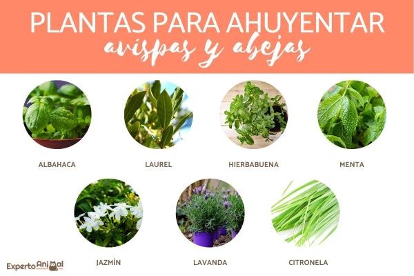 Qué puedo poner para que se vayan las avispas