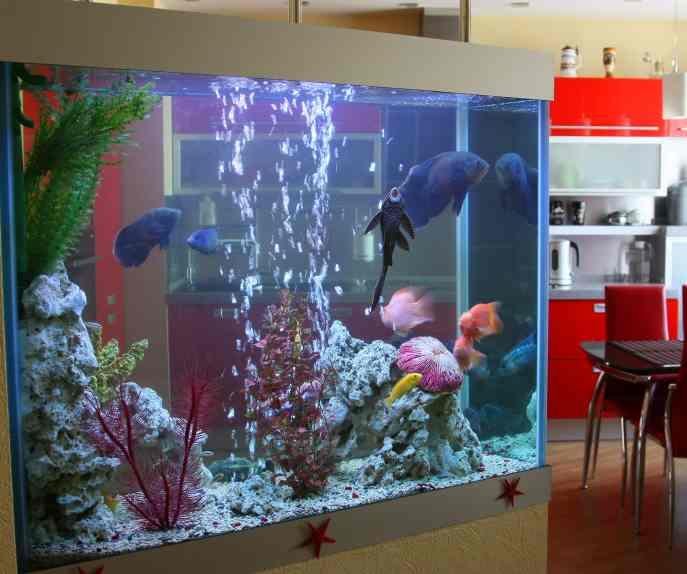 Cuántas veces hay que cambiar el agua a los peces