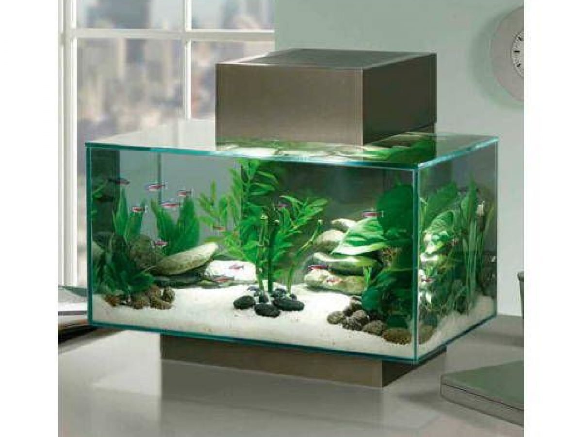 cuantas veces hay que limpiar una pecera