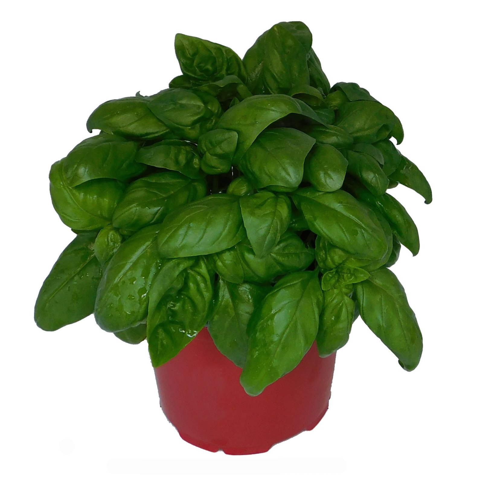 donde puedo comprar la planta albahaca