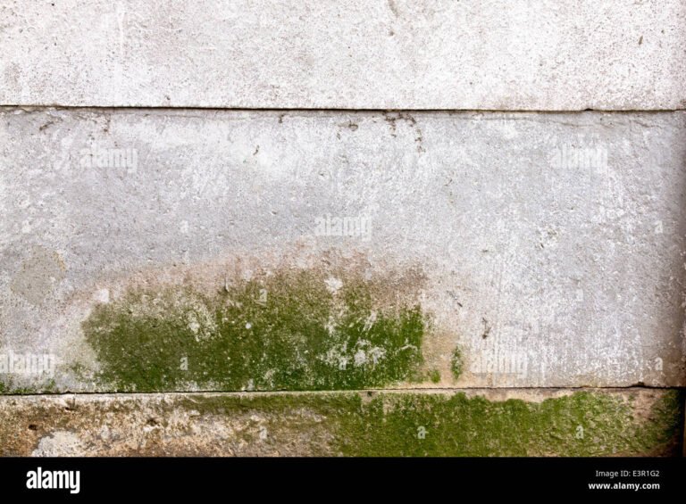 Cómo quitar el moho verde del cemento