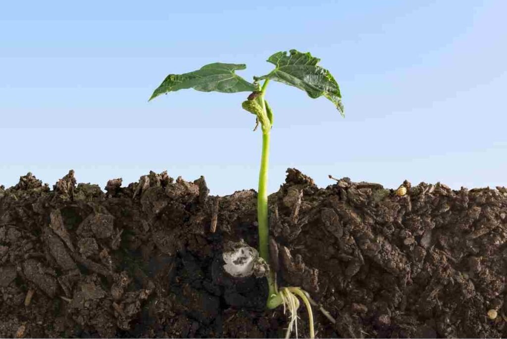 funcion de las raices en las plantas 1024x685 1