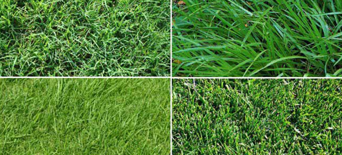 Césped germinando en diferentes etapas de crecimiento