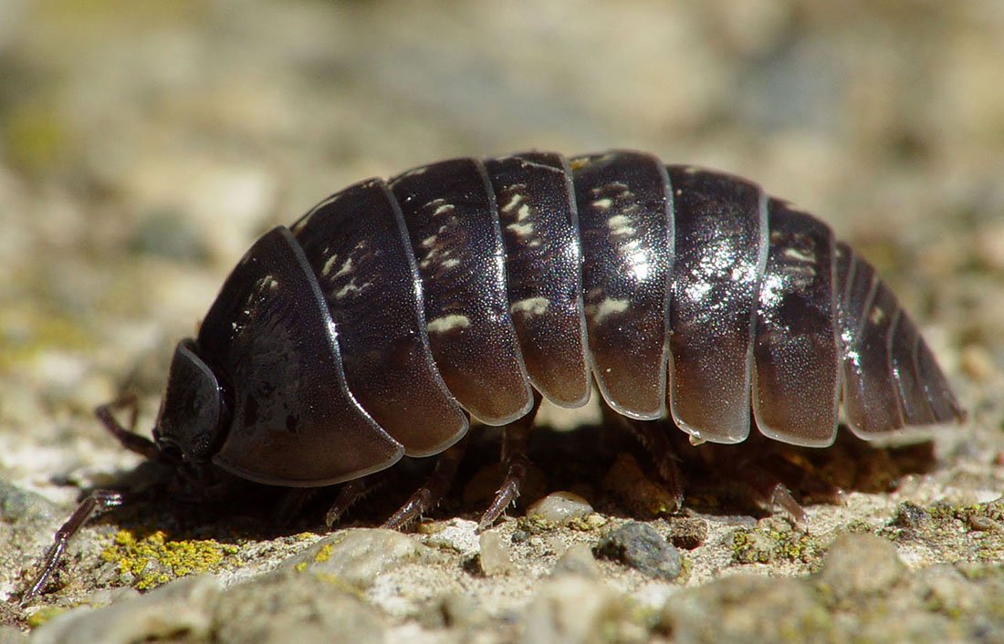 que cura el bicho bolita consejos para el cuidado y mantenimiento de tu piscina