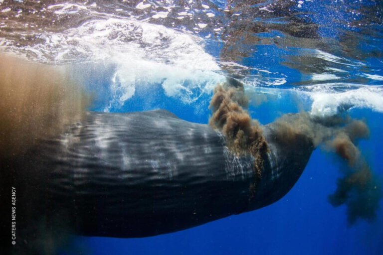 Qué familia pertenece la ballena: Impacto en el mantenimiento de tu piscina