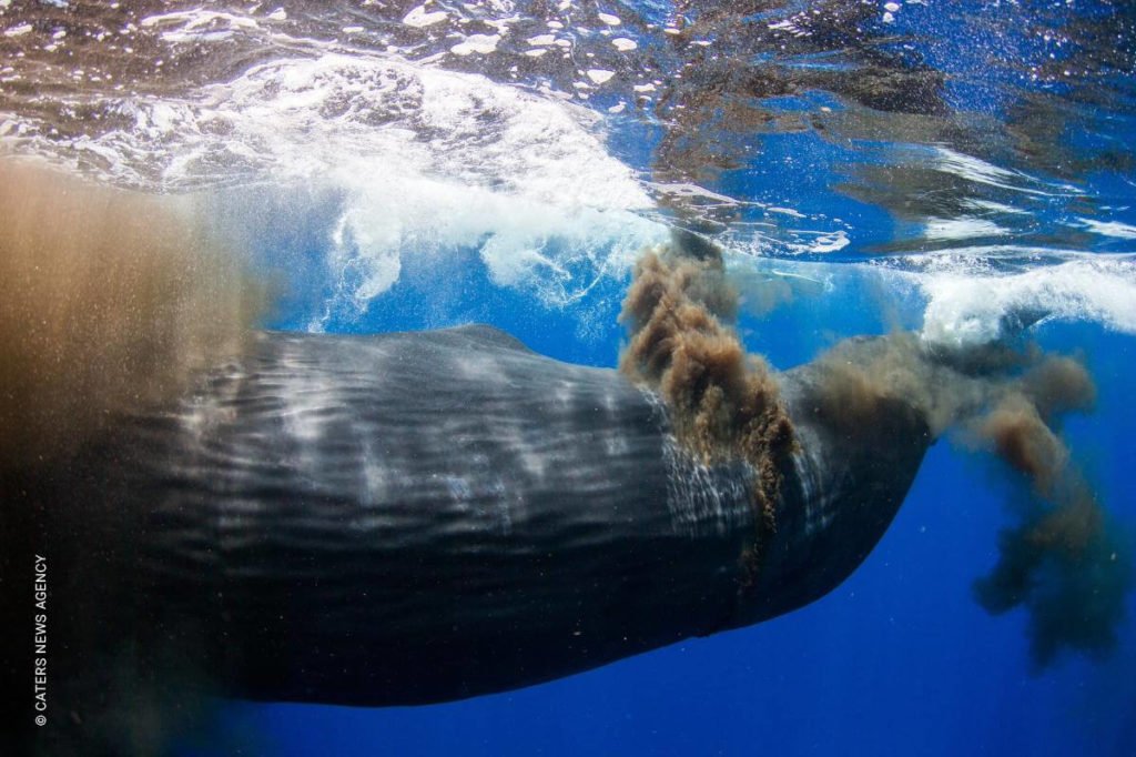 que familia pertenece la ballena impacto en el mantenimiento de tu piscina