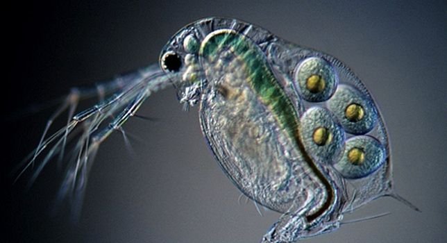 Qué mata las pulgas de agua: Consejos para el mantenimiento de tu piscina