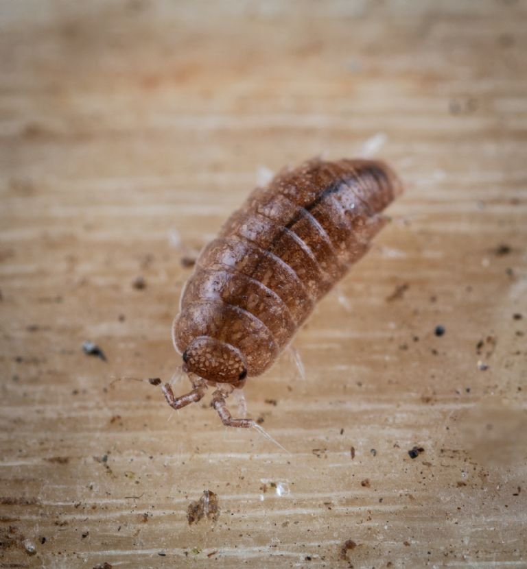 Qué significa que haya cochinillas en la casa