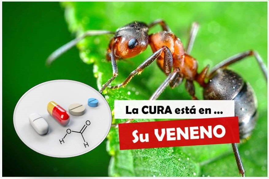 que sustancia inyectan las hormigas al picar