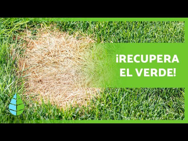 Qué pasa si corto el césped muy corto