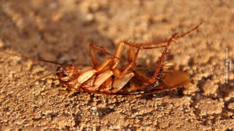 Qué insectos mata el ácido bórico