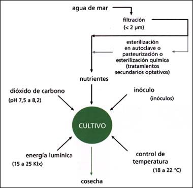 Proceso paso a paso para eliminar algas