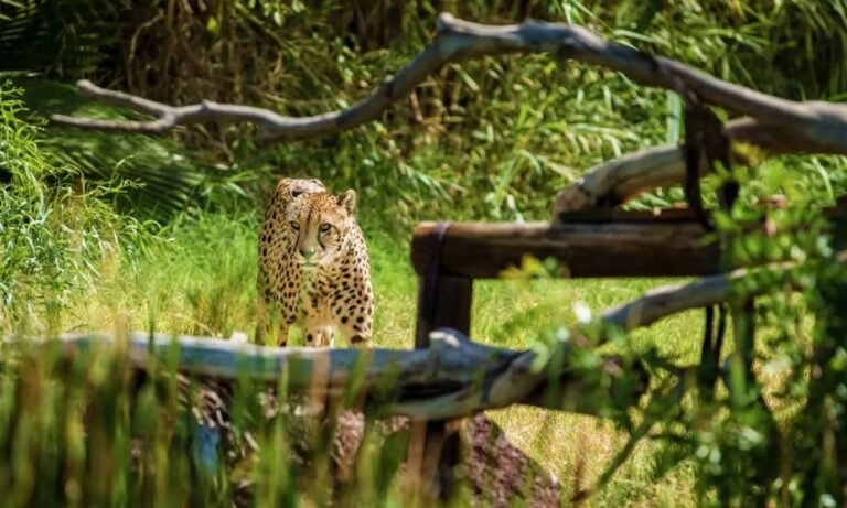 Qué actividades y atracciones ofrece Oasis Park Zoo en Fuerteventura