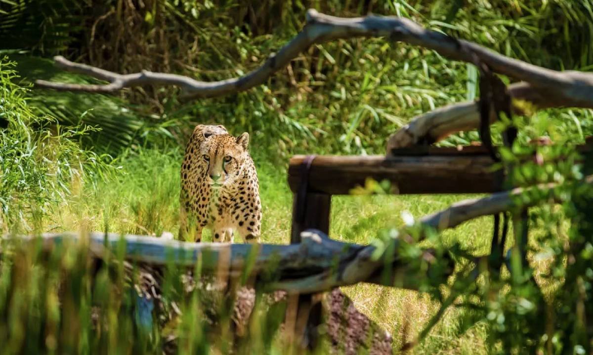 animales exoticos en oasis park zoo