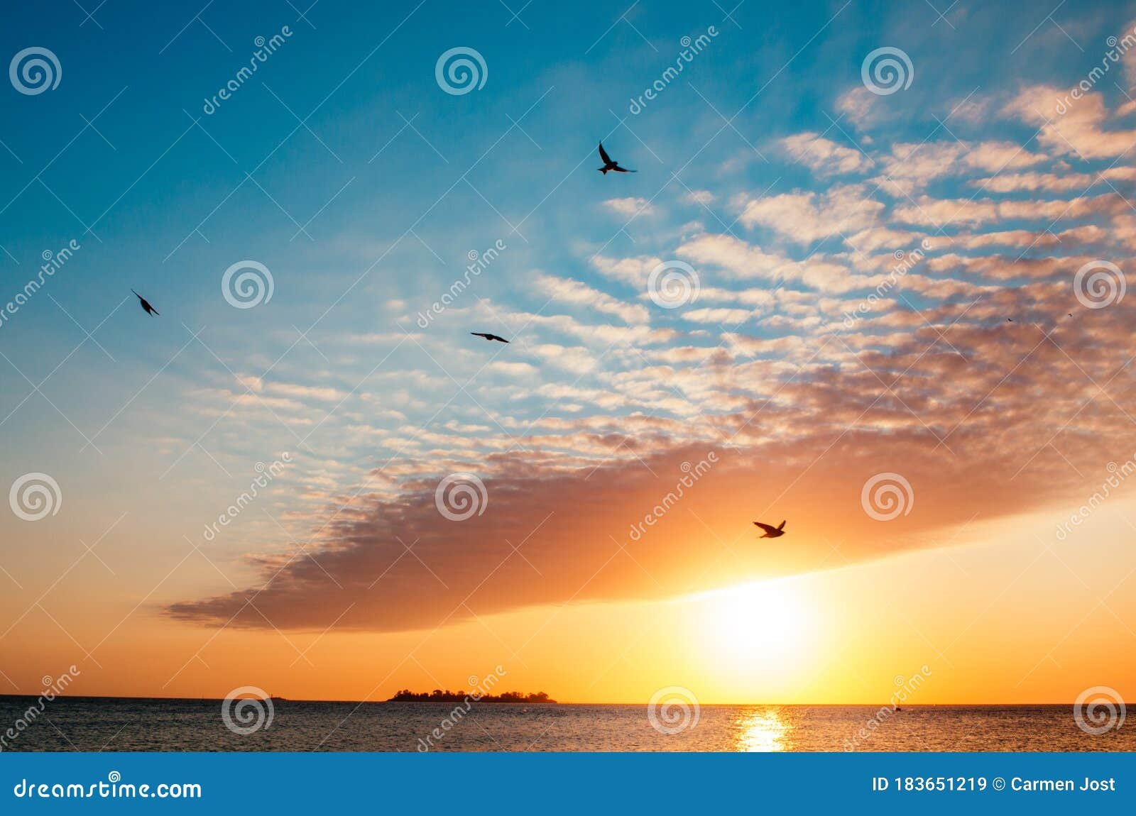 aves volando sobre la playa dorada