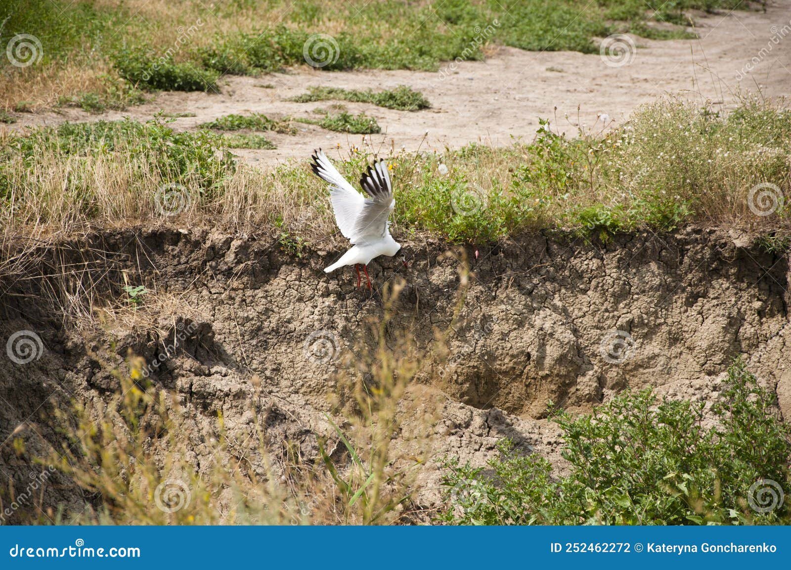 aves volando sobre un paisaje natural