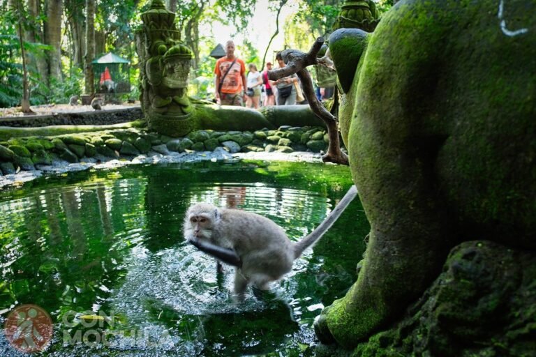 Dónde se encuentra el Ubud Monkey Forest en Bali, Indonesia