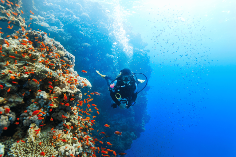 Dónde bucear en el Mar Rojo y qué ver en sus aguas cristalinas