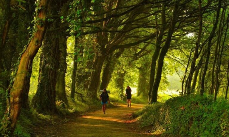Es recomendable un camino de Santiago organizado según las opiniones