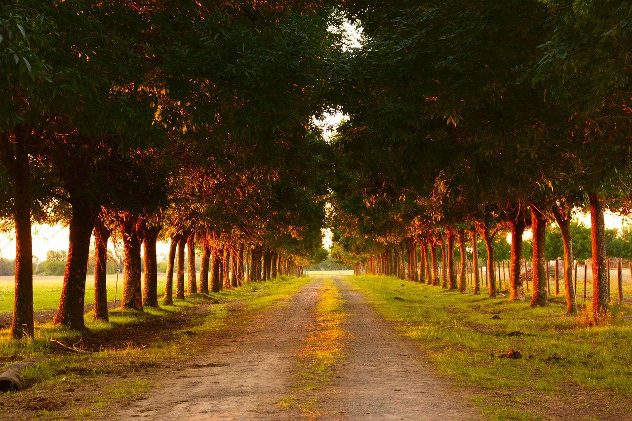 camino rural entre arboles y paisajes