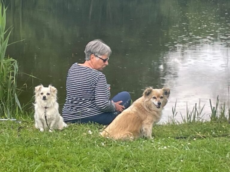 Dónde encontrar campings en Navarra que admiten perros