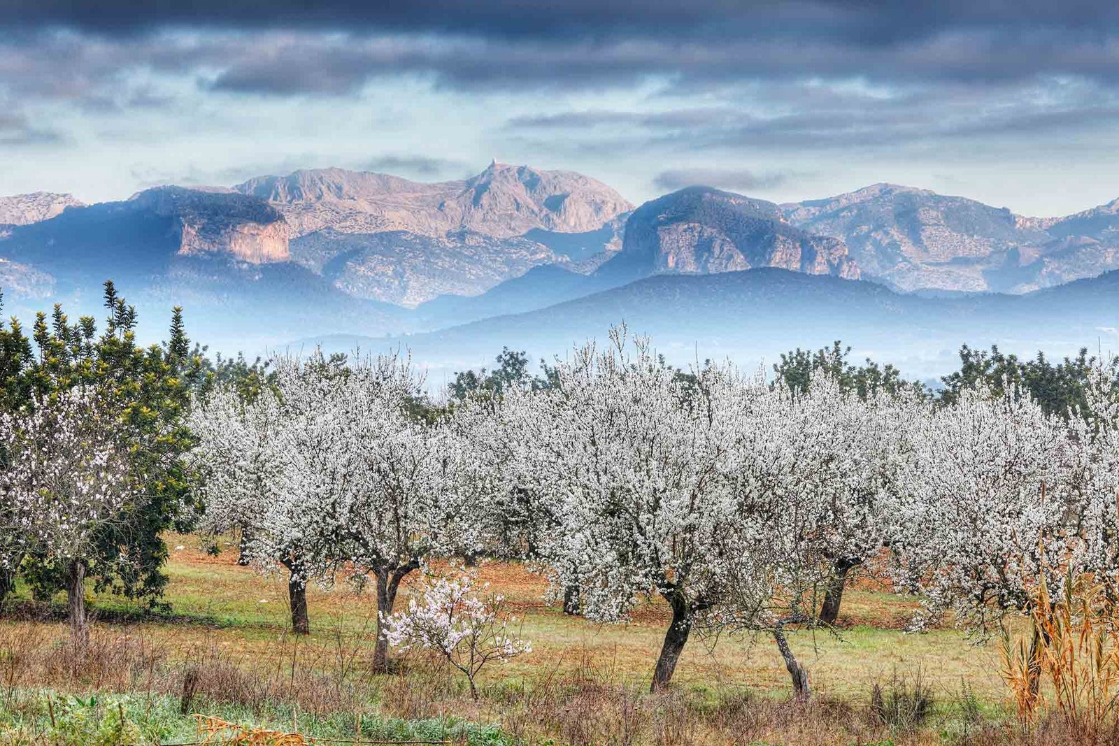 campo lleno de flores en primavera