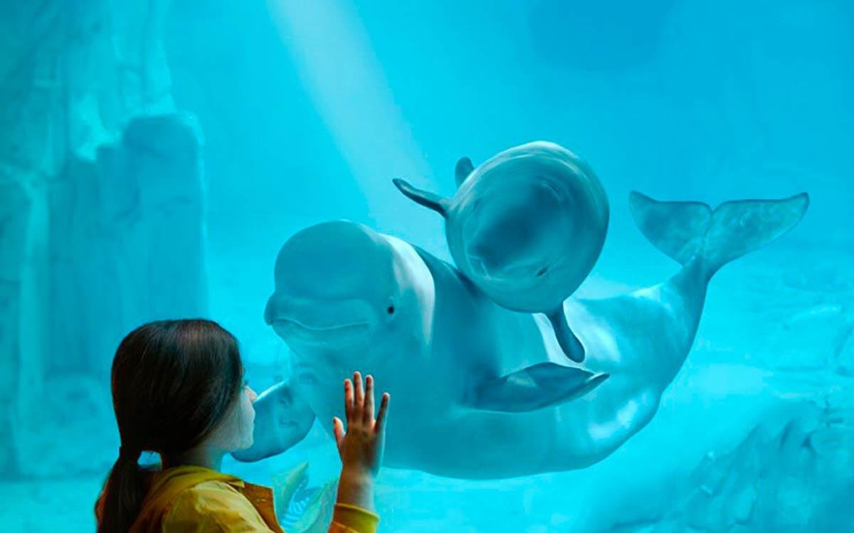 familia disfrutando en el oceanografic