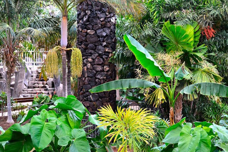 Dónde se encuentra el Palmetum de Santa Cruz y qué ofrece