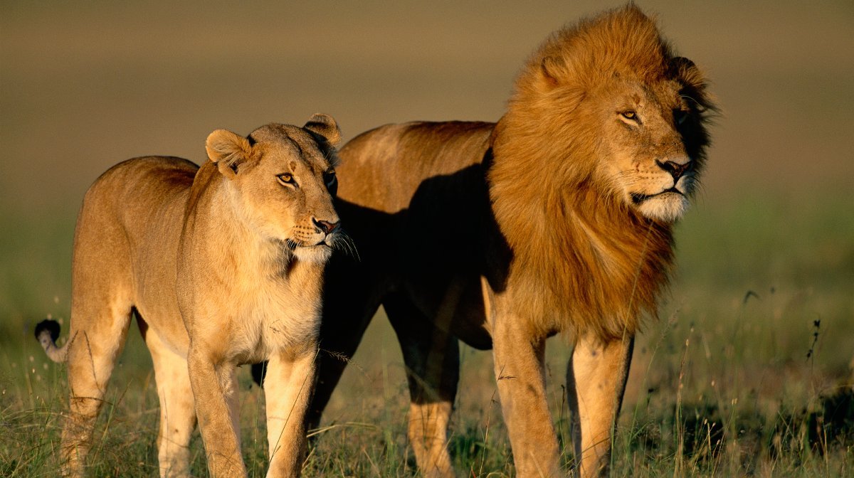 leones en la sabana africana