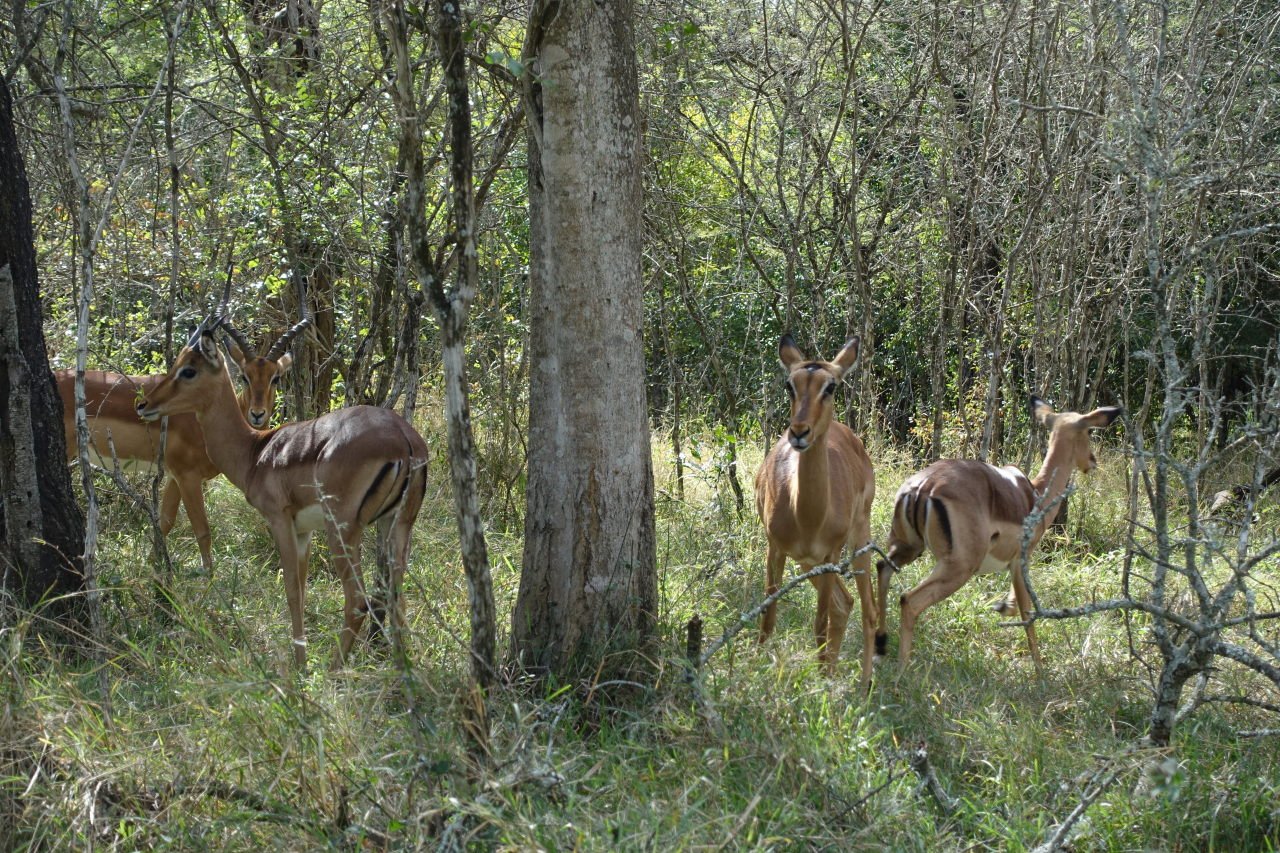 mapa del parque nacional hlane en suazilandia