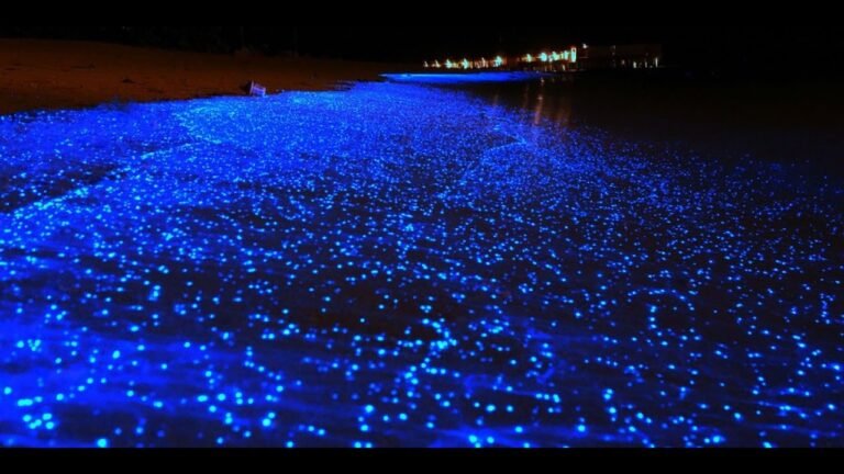 Qué es el mar de las estrellas en las Maldivas