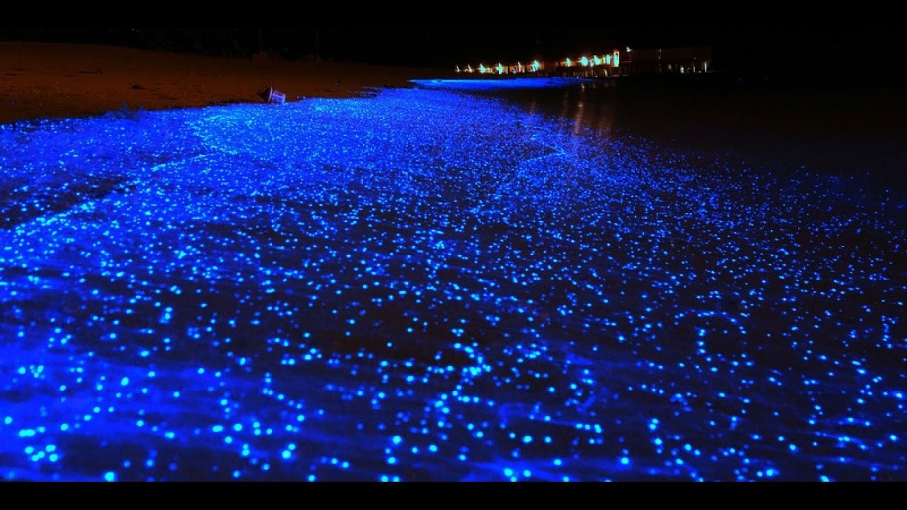 mar de las estrellas en maldivas de noche