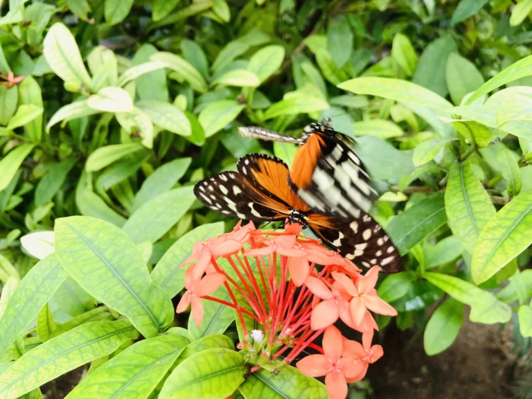 Dónde se encuentra el mariposario de Benalmádena