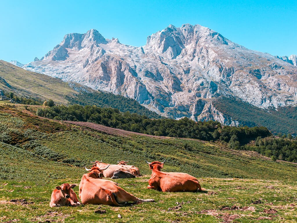 naturaleza y montanas en picos de europa