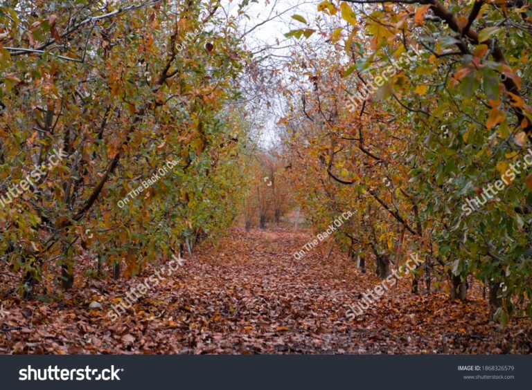 Cuál es la mejor época para visitar la India y disfrutar al máximo