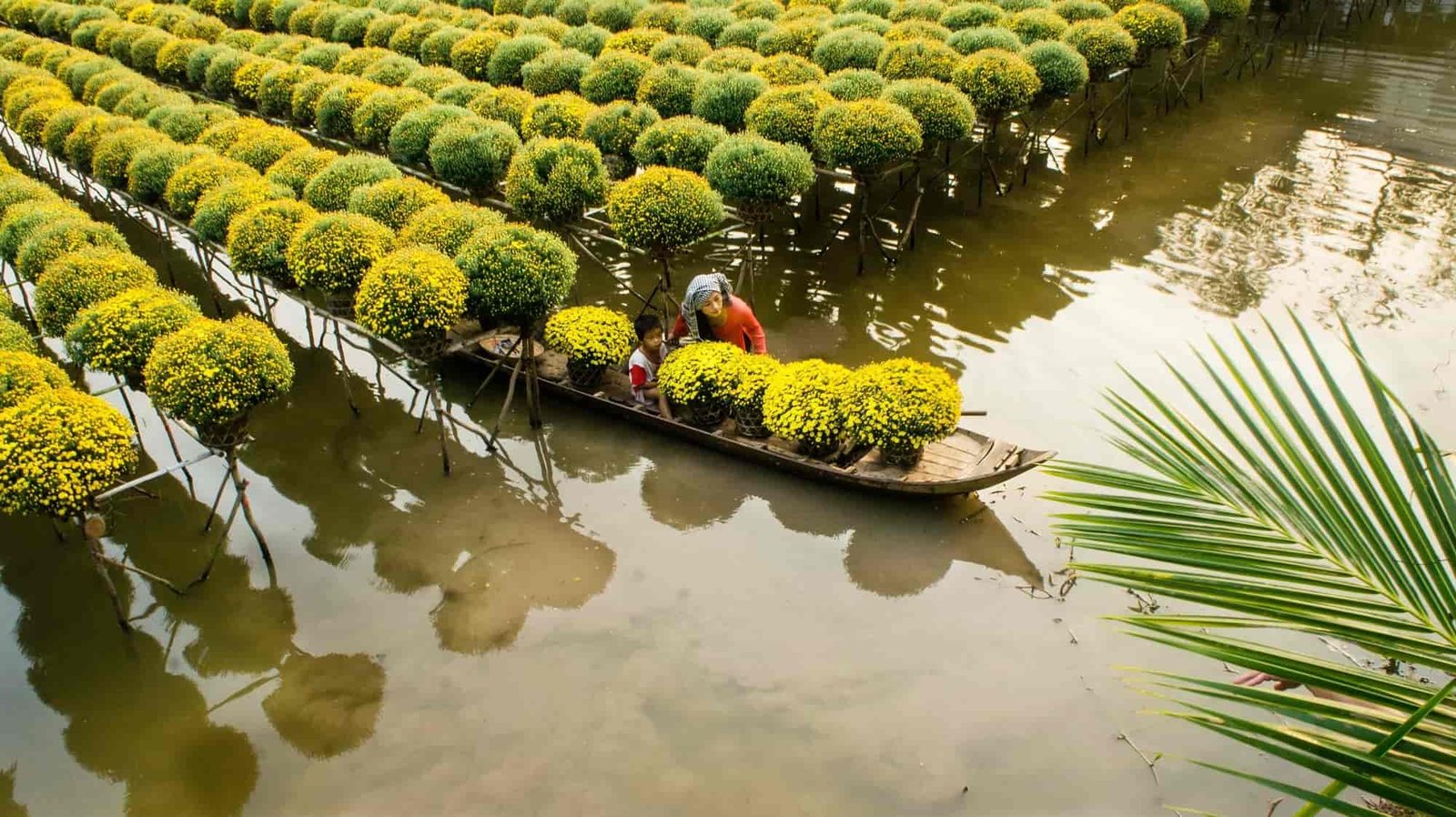 paisaje de arrozales en el delta del mekong