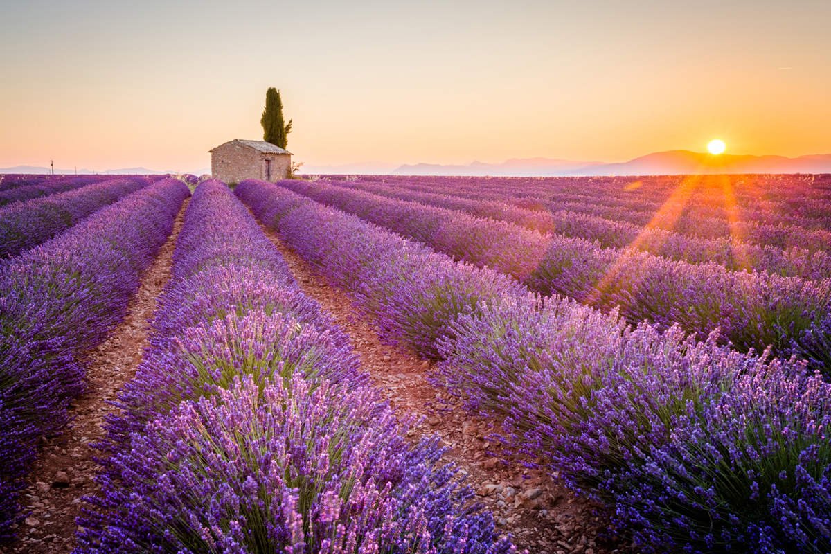 paisaje de campos de lavanda en provence