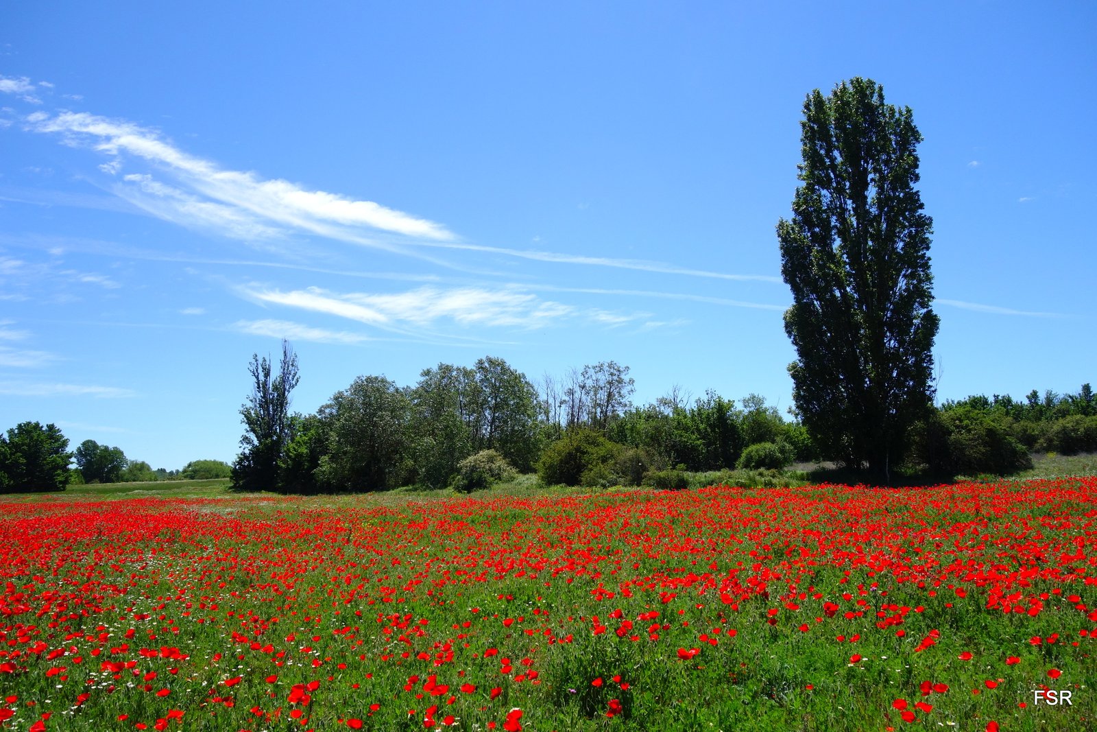 paisaje de campos y naturaleza en valladolid