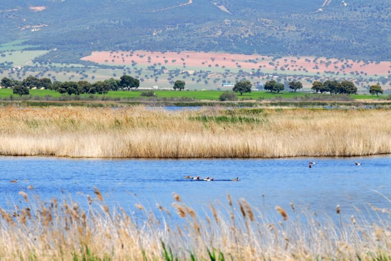 Dónde se encuentran las Tablas de Daimiel y qué ver allí
