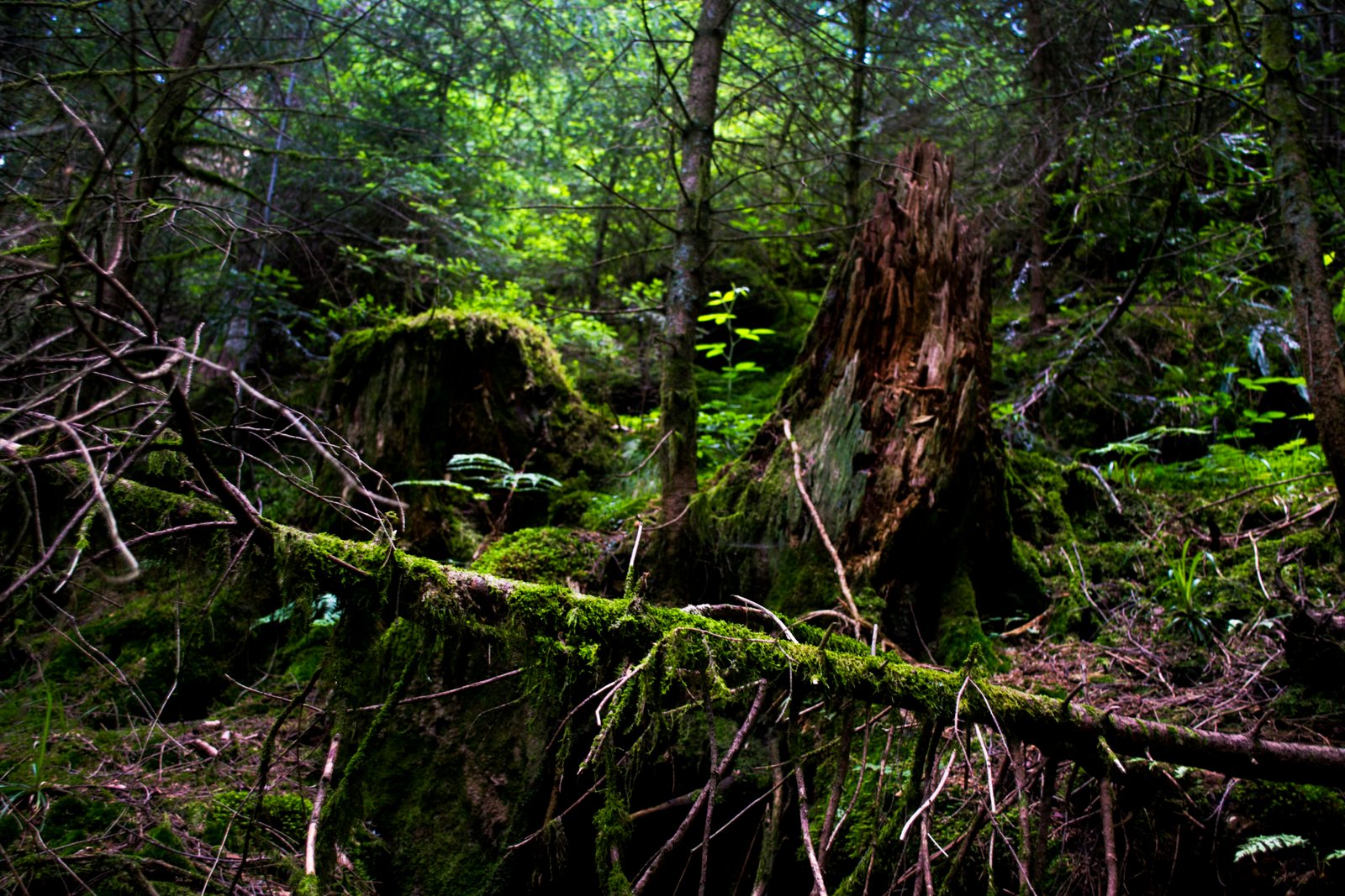 paisaje del bosque de la selva negra