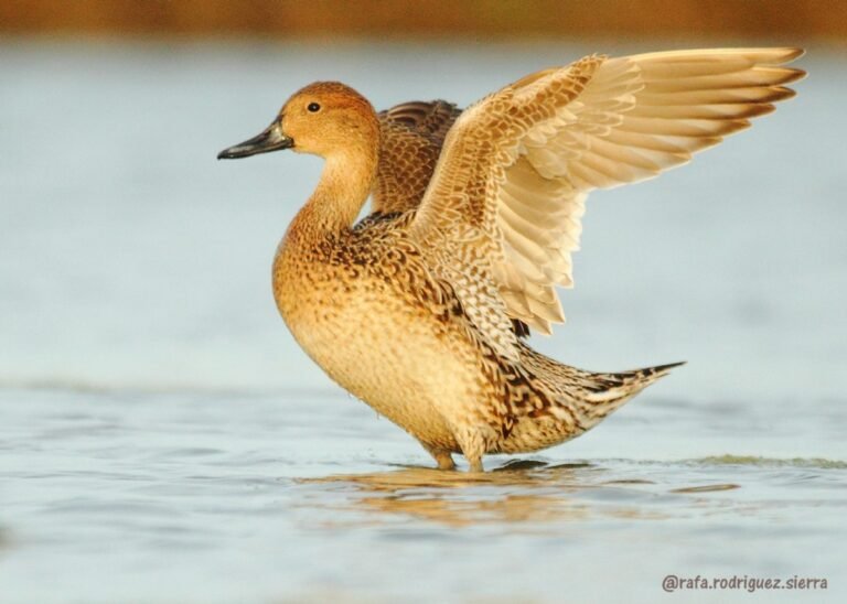 Dónde encontrar el pato amarillo en Punta Umbría, Huelva