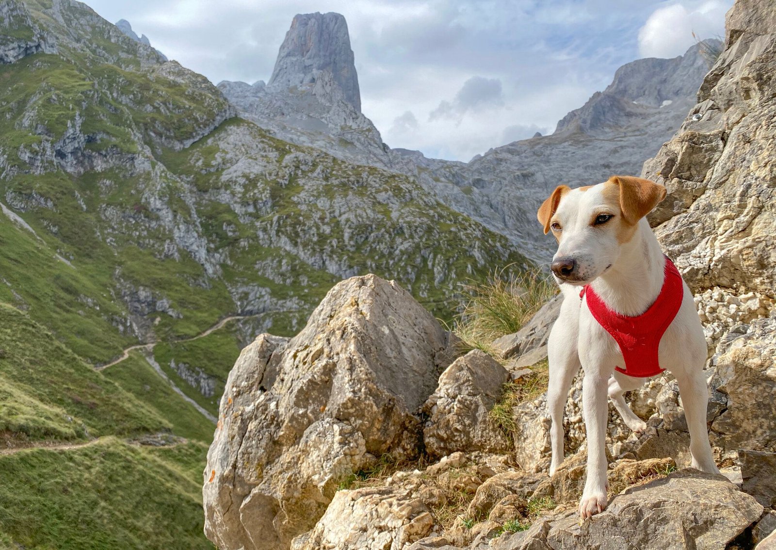 perro disfrutando en los picos de europa